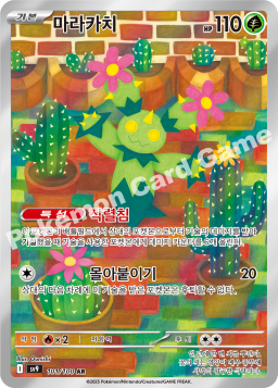 Maractus (마라카치)